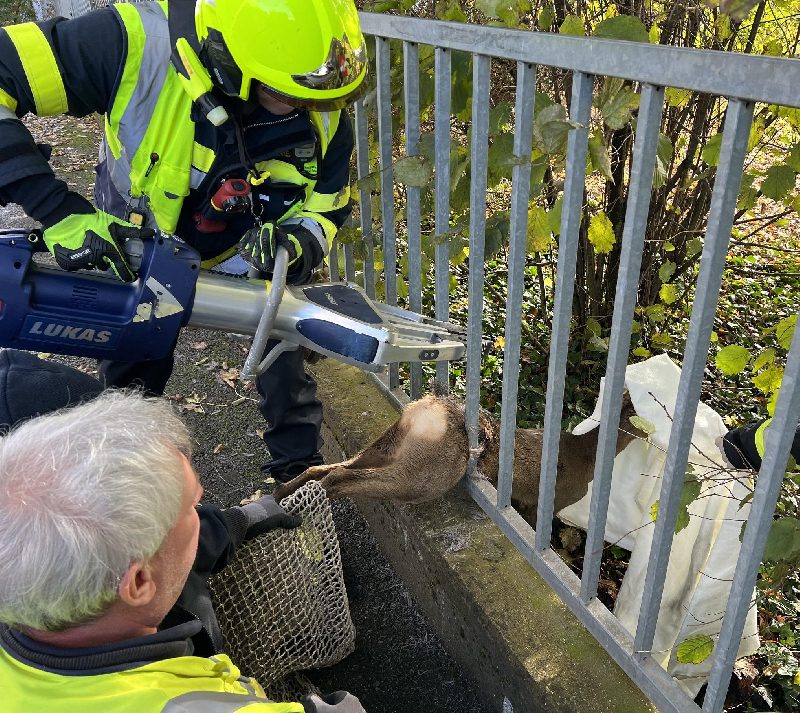 Reh steckt im Zaun fest. Hauptfeuerwache Villach erneut im Tierrettungseinsatz! (Bild 1)